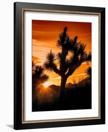 Views of Joshua Tree V-Rachel Perry-Framed Art Print