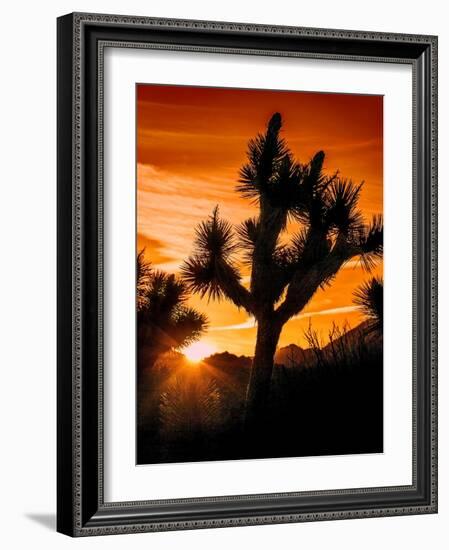 Views of Joshua Tree V-Rachel Perry-Framed Art Print