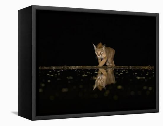 Vigilant!-Judy Tseng-Framed Premier Image Canvas