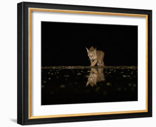 Vigilant!-Judy Tseng-Framed Giclee Print