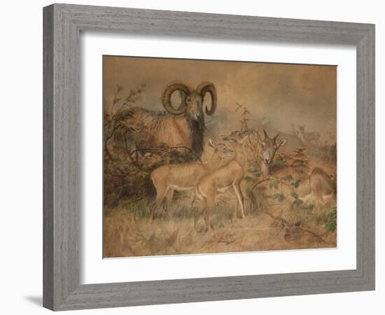 Vigne's Wild Sheep, 1858-Joseph Wolf-Framed Giclee Print