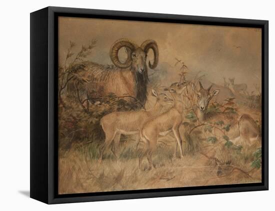 Vigne's Wild Sheep, 1858-Joseph Wolf-Framed Premier Image Canvas