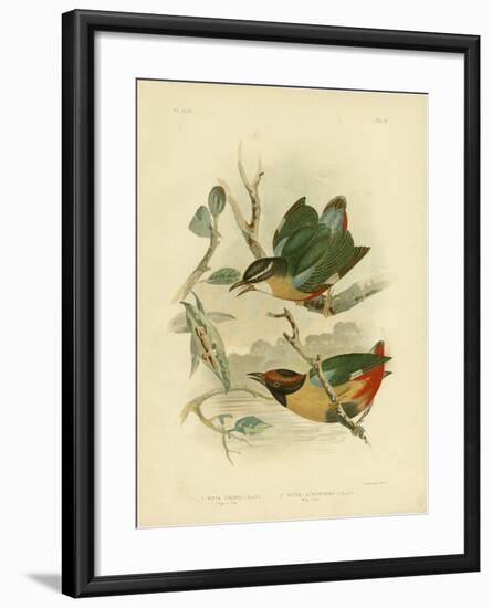 Vigor's Pitta or Elegant Pitta, 1891-Gracius Broinowski-Framed Giclee Print