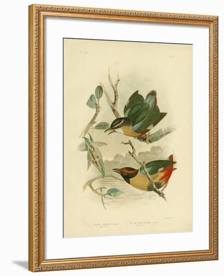 Vigor's Pitta or Elegant Pitta, 1891-Gracius Broinowski-Framed Giclee Print