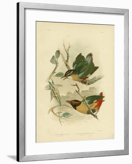 Vigor's Pitta or Elegant Pitta, 1891-Gracius Broinowski-Framed Giclee Print