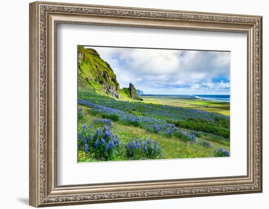 Vik 3pm, Summer Wildflowers on the Coast of Southern Iceland-Vincent James-Framed Photographic Print