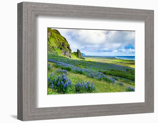 Vik 3pm, Summer Wildflowers on the Coast of Southern Iceland-Vincent James-Framed Photographic Print