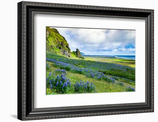Vik 3pm, Summer Wildflowers on the Coast of Southern Iceland-Vincent James-Framed Photographic Print