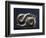 Viking brooch in the form of the World Serpent, Oland, Sweden-Werner Forman-Framed Photographic Print