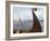 Viking Oseberg Ship, Haholmen, West Norway, Norway, Scandinavia-David Lomax-Framed Photographic Print