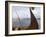 Viking Oseberg Ship, Haholmen, West Norway, Norway, Scandinavia-David Lomax-Framed Photographic Print