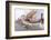 Viking Raiding Fleet Racing Across the North Sea-Albert Sebille-Framed Photographic Print