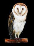 Gray Owl Portrait Drawing-viktoriya_art-Art Print