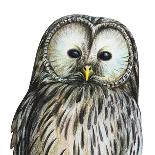 Gray Owl Portrait Drawing-viktoriya_art-Art Print