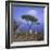 Villa Rufolo, Ravello, Costiera Amalfitana (Amalfi Coast), Campania, Italy-Roy Rainford-Framed Photographic Print