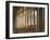 Villa Rufolo-Angelo Cavalli-Framed Photographic Print