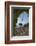 Villa Rufolo-Angelo Cavalli-Framed Photographic Print