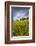 Villa with Wheat Fields, Cypress Trees, Poppies, Pienza, Tuscany, Italy-Terry Eggers-Framed Photographic Print