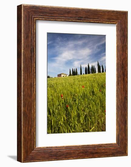 Villa with Wheat Fields, Cypress Trees, Poppies, Pienza, Tuscany, Italy-Terry Eggers-Framed Photographic Print