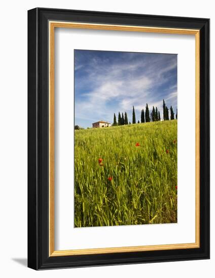 Villa with Wheat Fields, Cypress Trees, Poppies, Pienza, Tuscany, Italy-Terry Eggers-Framed Photographic Print