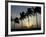 Village Boy Climbs a Coconut Tree as Others Wait Below on the Outskirts of Bhubaneshwar, India-null-Framed Photographic Print