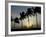 Village Boy Climbs a Coconut Tree as Others Wait Below on the Outskirts of Bhubaneshwar, India-null-Framed Photographic Print