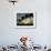 Village Boy Climbs a Coconut Tree as Others Wait Below on the Outskirts of Bhubaneshwar, India-null-Framed Photographic Print displayed on a wall