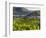 Village Spitz Nested in the Vineyards of the Wachau. Austria-Martin Zwick-Framed Photographic Print