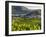 Village Spitz Nested in the Vineyards of the Wachau. Austria-Martin Zwick-Framed Photographic Print