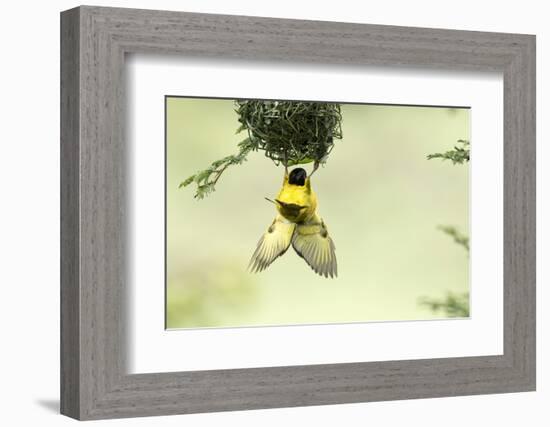 Village weaver (Ploceus cucullatus) male bird building nest, Masai-Mara Game Reserve, Kenya-Denis-Huot-Framed Photographic Print