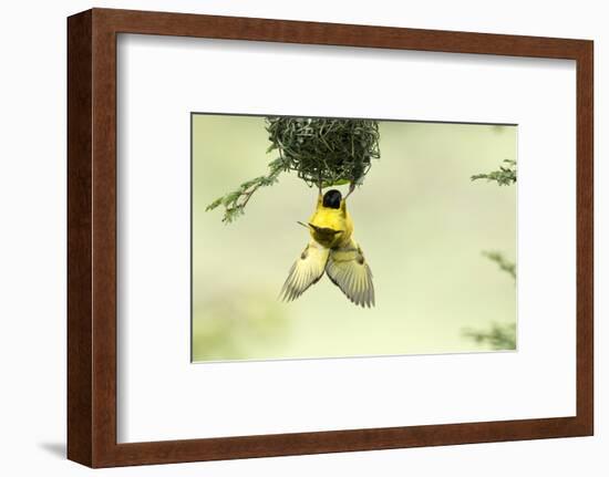 Village weaver (Ploceus cucullatus) male bird building nest, Masai-Mara Game Reserve, Kenya-Denis-Huot-Framed Photographic Print