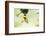 Village weaver (Ploceus cucullatus) male bird building nest, Masai-Mara Game Reserve, Kenya-Denis-Huot-Framed Photographic Print