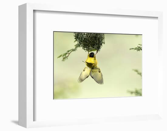 Village weaver (Ploceus cucullatus) male bird building nest, Masai-Mara Game Reserve, Kenya-Denis-Huot-Framed Photographic Print