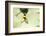 Village weaver (Ploceus cucullatus) male bird building nest, Masai-Mara Game Reserve, Kenya-Denis-Huot-Framed Photographic Print