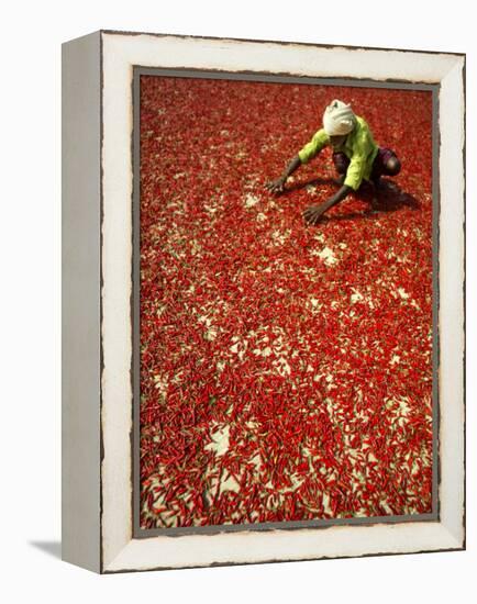 Villager Dries Red Chilies at Rambha, India-null-Framed Premier Image Canvas