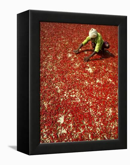 Villager Dries Red Chilies at Rambha, India-null-Framed Premier Image Canvas