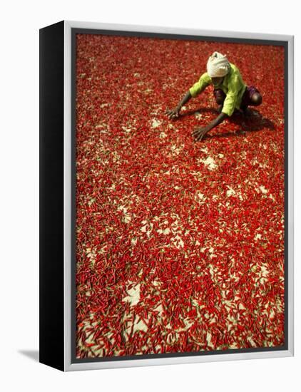 Villager Dries Red Chilies at Rambha, India-null-Framed Premier Image Canvas