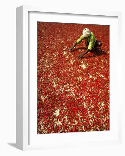 Villager Dries Red Chilies at Rambha, India--Framed Photographic Print