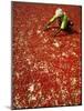 Villager Dries Red Chilies at Rambha, India-null-Mounted Photographic Print