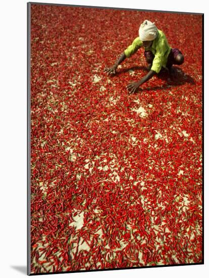 Villager Dries Red Chilies at Rambha, India-null-Mounted Photographic Print
