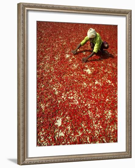 Villager Dries Red Chilies at Rambha, India-null-Framed Photographic Print