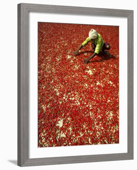 Villager Dries Red Chilies at Rambha, India-null-Framed Photographic Print