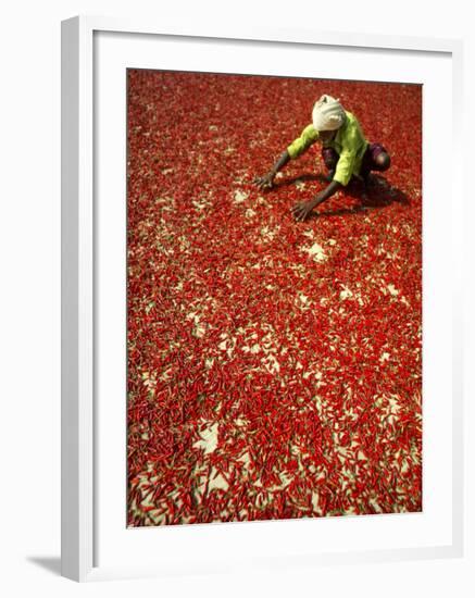 Villager Dries Red Chilies at Rambha, India-null-Framed Photographic Print