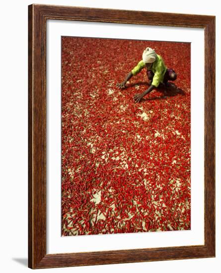 Villager Dries Red Chilies at Rambha, India-null-Framed Photographic Print