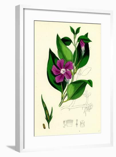 Vinca Major Greater Periwinkle-null-Framed Giclee Print