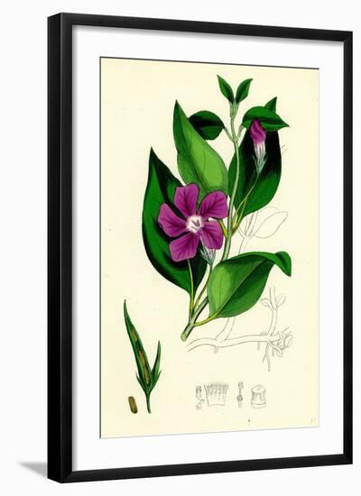 Vinca Major Greater Periwinkle-null-Framed Giclee Print