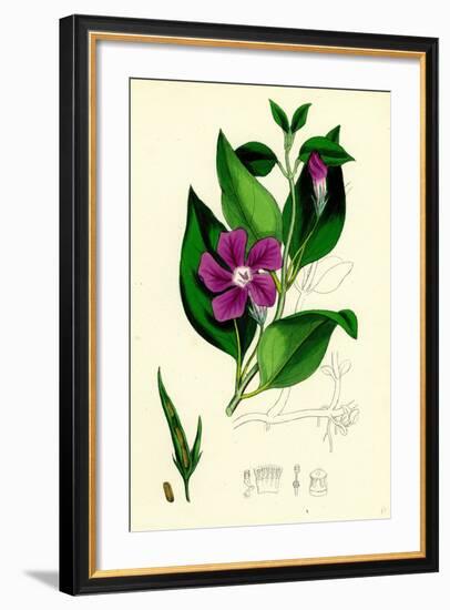 Vinca Major Greater Periwinkle-null-Framed Giclee Print