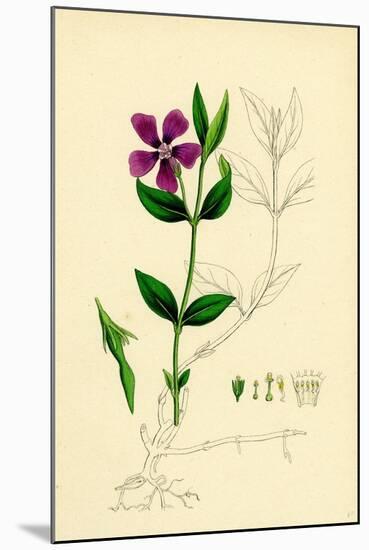 Vinca Minor Lesser Periwinkle-null-Mounted Giclee Print