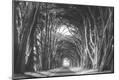 Photographic Print