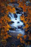 Autumn Tracks (Square), New Hampshire-Vincent James-Photographic Print